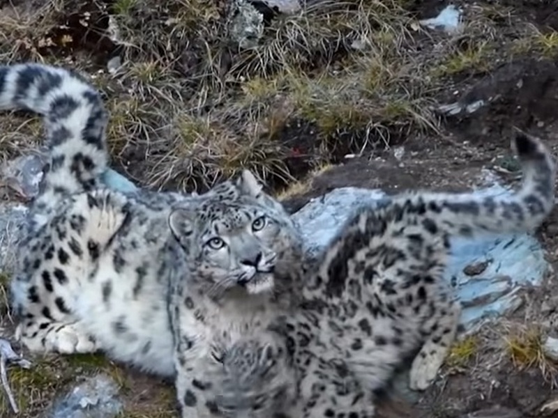 Снежный леопард с детенышем